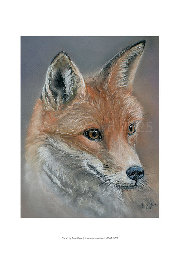 Pastel painting by Anne Ward of vixen, entitled "Furze"