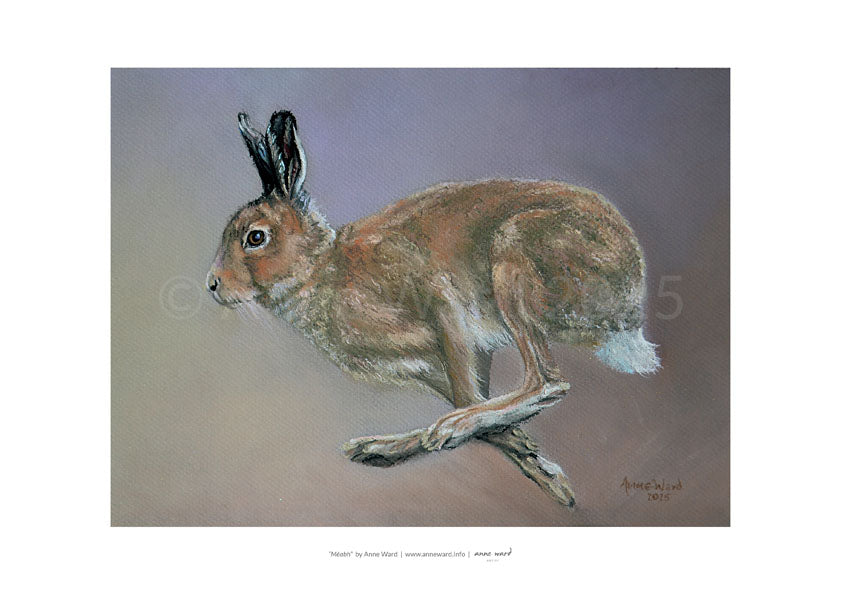 Pastel painting by Anne Ward of Irish Hare, Meabh