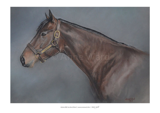 Pastel portrait by Anne Ward of Thoroughbred racehorse and stallion, Aclaim (IRE)