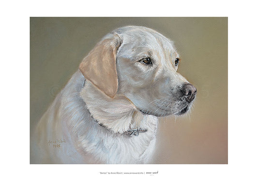 A4 print of a soft pastel portrait by Anne Ward of a yellow Labrador dog.