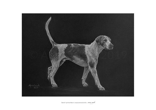 A4 print on 250 gsm silk finish paper of charcoal study by Anne Ward of a foxhound.