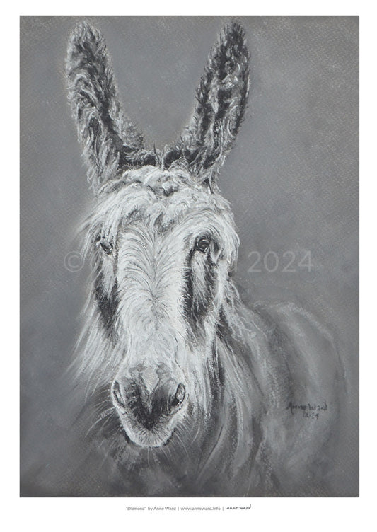 A4 Print by Anne Ward in charcoal of Irish donkey