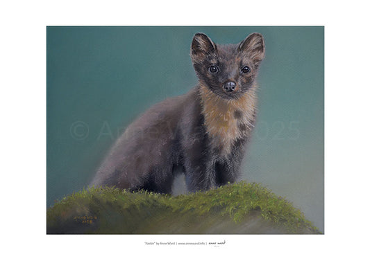 A3 print on 250 gsm silk finish paper of pastel painting by Anne Ward, entitled "Faolán". The once severely threatened Pine Marten has recently seen a significant increase in numbers, particularly in Scotland and Ireland. Our friend here is pausing on top of a mossy rock and has his beady eyes on us.