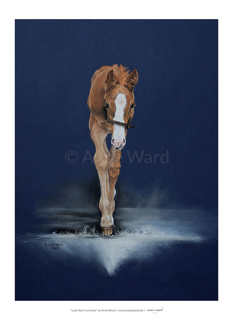 Pastel painting entitled "Look How I've Grown", by Anne Ward, of chesnut Thoroughbred colt foal in moonlit setting.