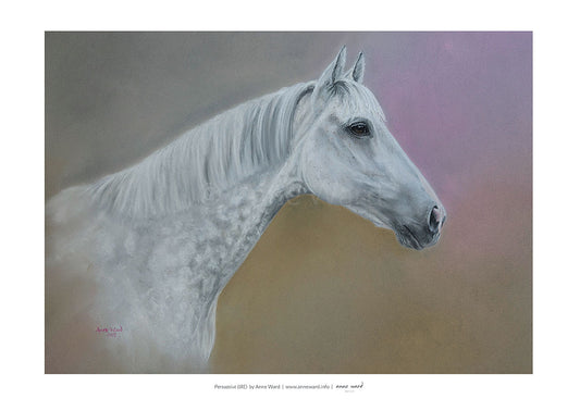 Pastel portrait by Anne Ward of grey racehorse and broodmare, Persuasive (IRE).