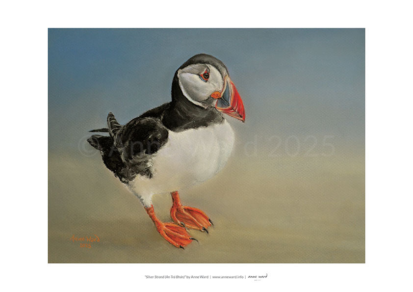 A3 print on 250 gsm silk finish paper of pastel painting by Anne Ward, entitled "Silver Strand". The subject is a puffin, pictured a stone's throw away from his usual habitat on the rocky cliffs of Rathlin O'Birne, and perhaps having a moment of calm and solitude on the beautiful Silver Strand.