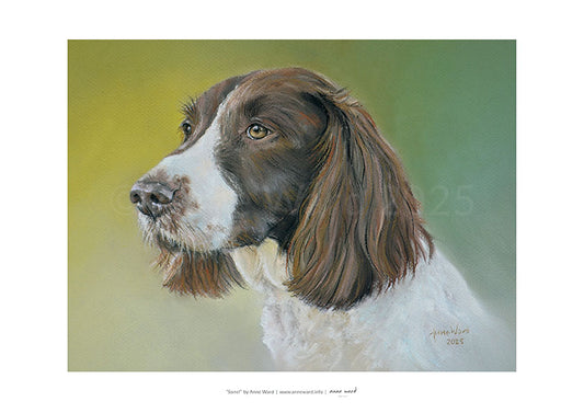 A3 print of a soft pastel portrait by Anne Ward of a Springer Spaniel dog, "Sorrel".
