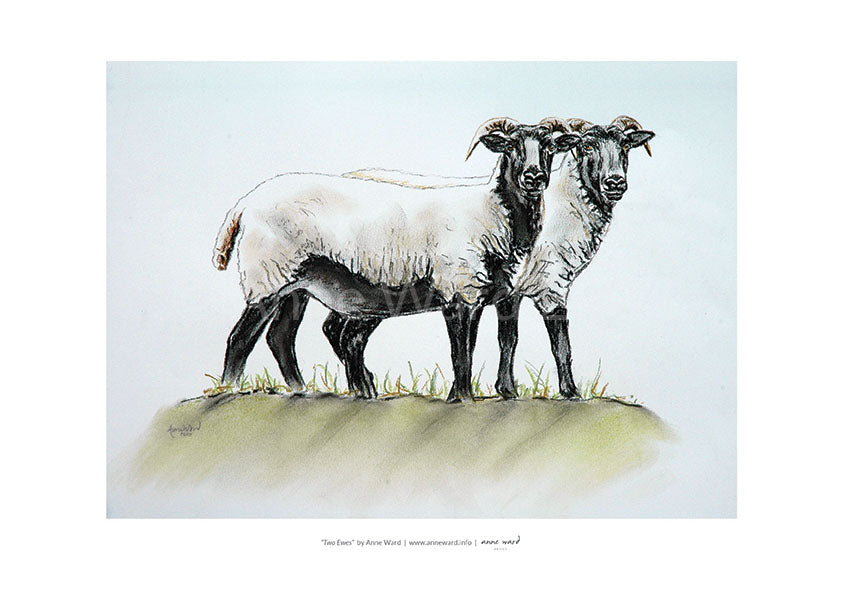 A4 print on 250 gsm silk finish paper of pastel sketch by Anne Ward, entitled "Two Ewes". 