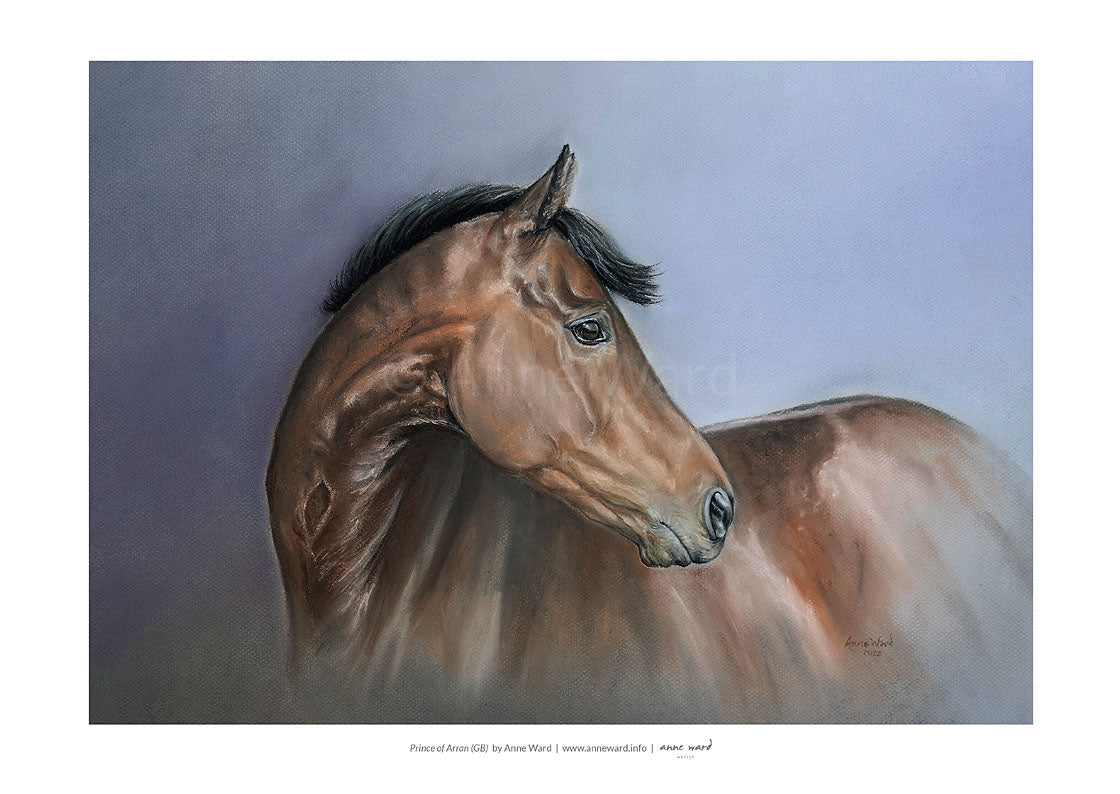 Pastel portrait by Anne Ward of globe-trotting racehorse, Prince of Arran (GB).