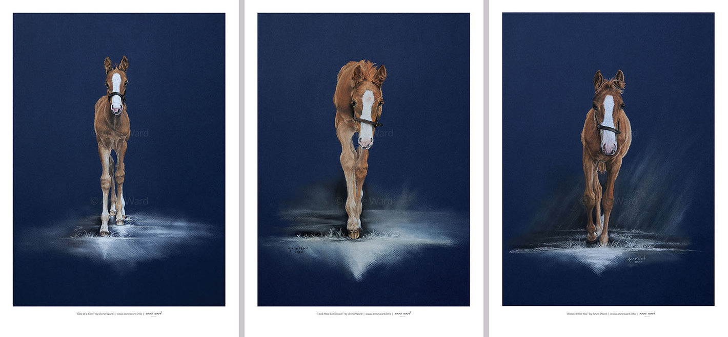 Triptych of Thoroughbred foal studies by Anne Ward