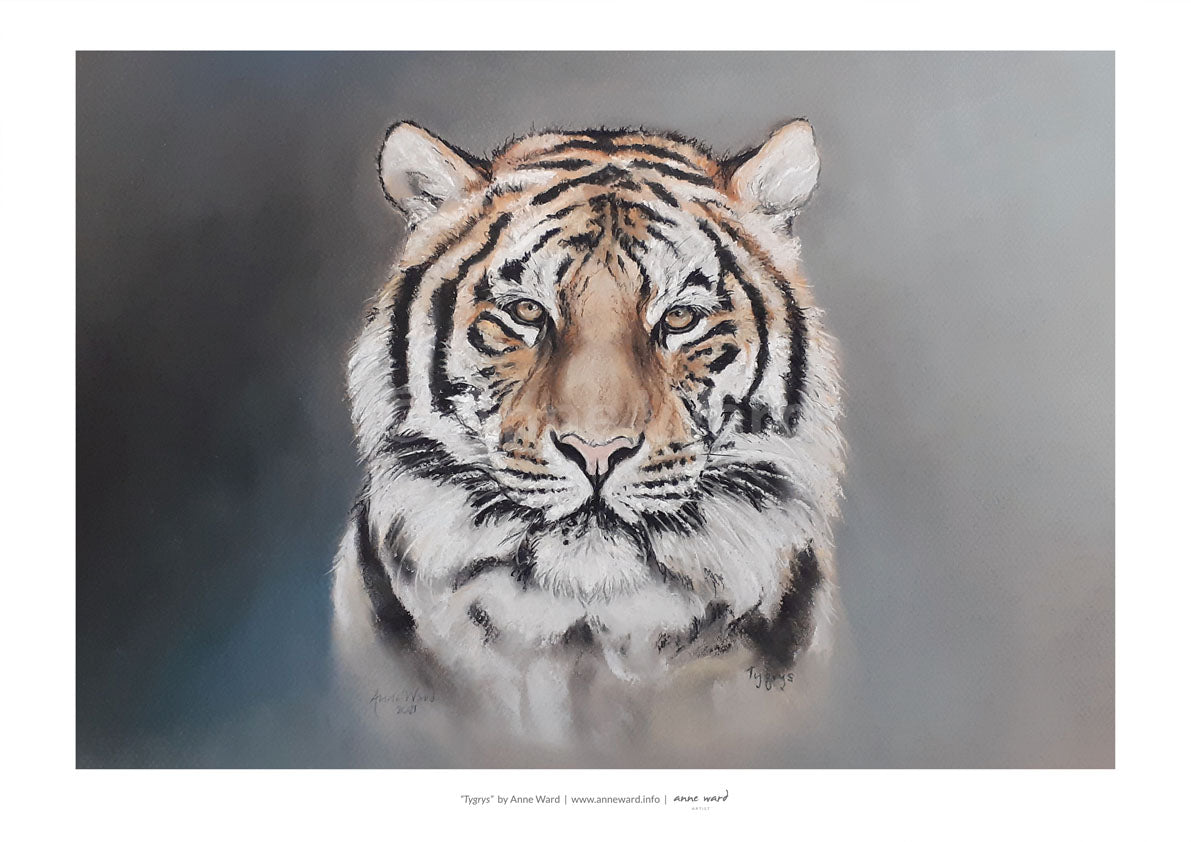 Pastel portrait by Anne Ward of a tiger, Tygrys.